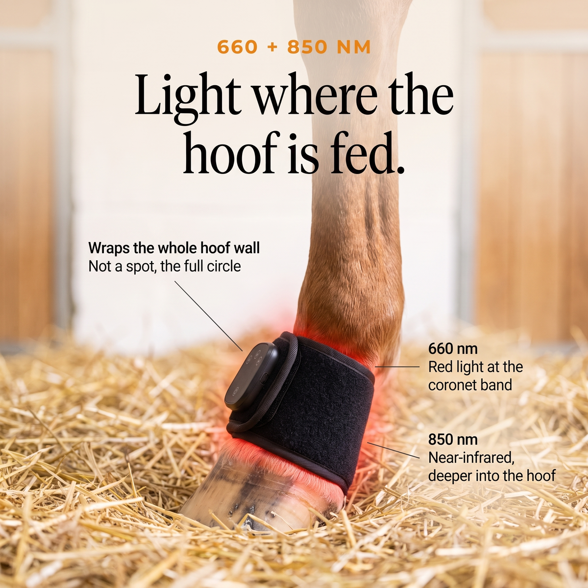 RedHoof hoof wrap on a horse hoof with callouts for 660 nm red light and 850 nm near-infrared light