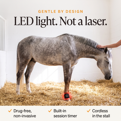 Relaxed grey horse dozing in a stall with the RedHoof LED hoof wrap, drug-free with built-in timer