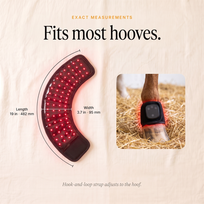 RedHoof hoof wrap measurements, length 19 inches and width 3.7 inches
