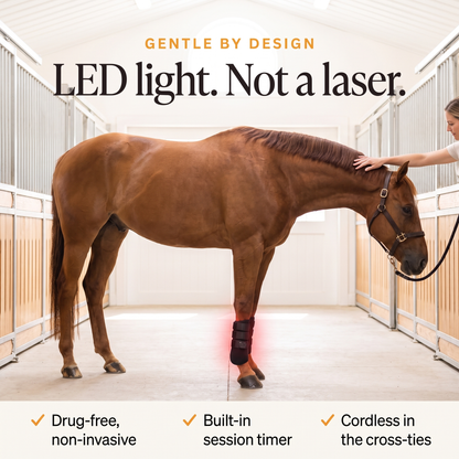 Relaxed chestnut horse in cross-ties with the RedHoof LED tendon boot, drug-free with built-in timer