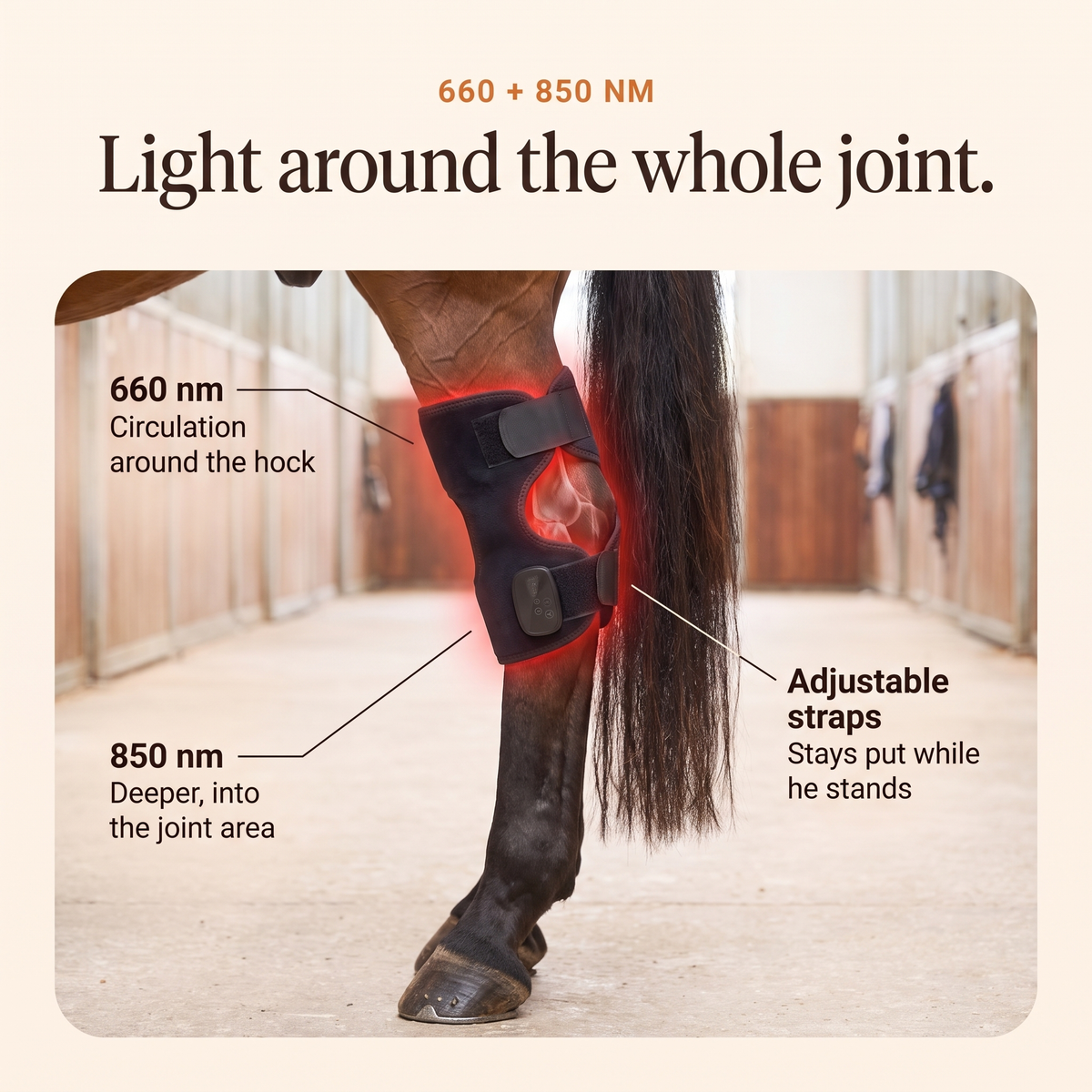 RedHoof hock wrap on a horse hock with callouts for 660 nm and 850 nm light
