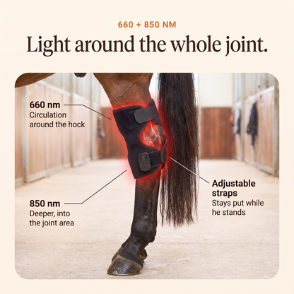 RedHoof hock wrap on a horse hock with callouts for 660 nm and 850 nm light