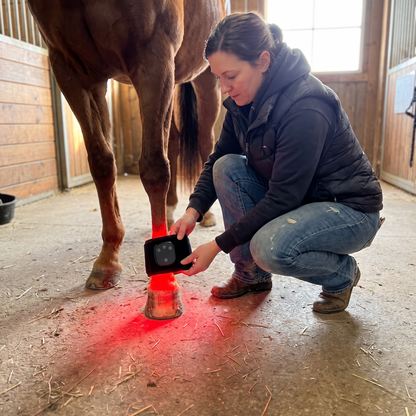 Horse owner using the RedHoof hoof wrap on her chestnut horse in the barn aisle