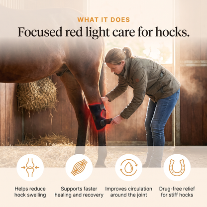 RedHoof hock wrap on a hind hock, helps reduce hock swelling, supports healing, improves circulation, drug-free relief