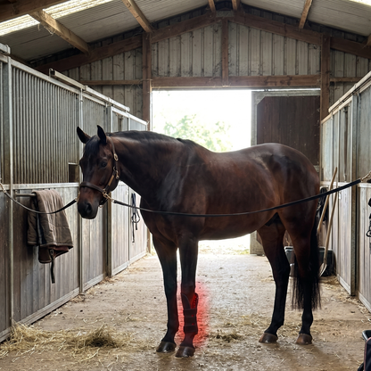 Dark bay horse tied in a barn aisle wearing the RedHoof tendon boot on a front leg