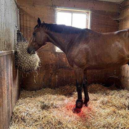 Bay horse eating hay in its stall with the RedHoof hoof wrap glowing on a front hoof