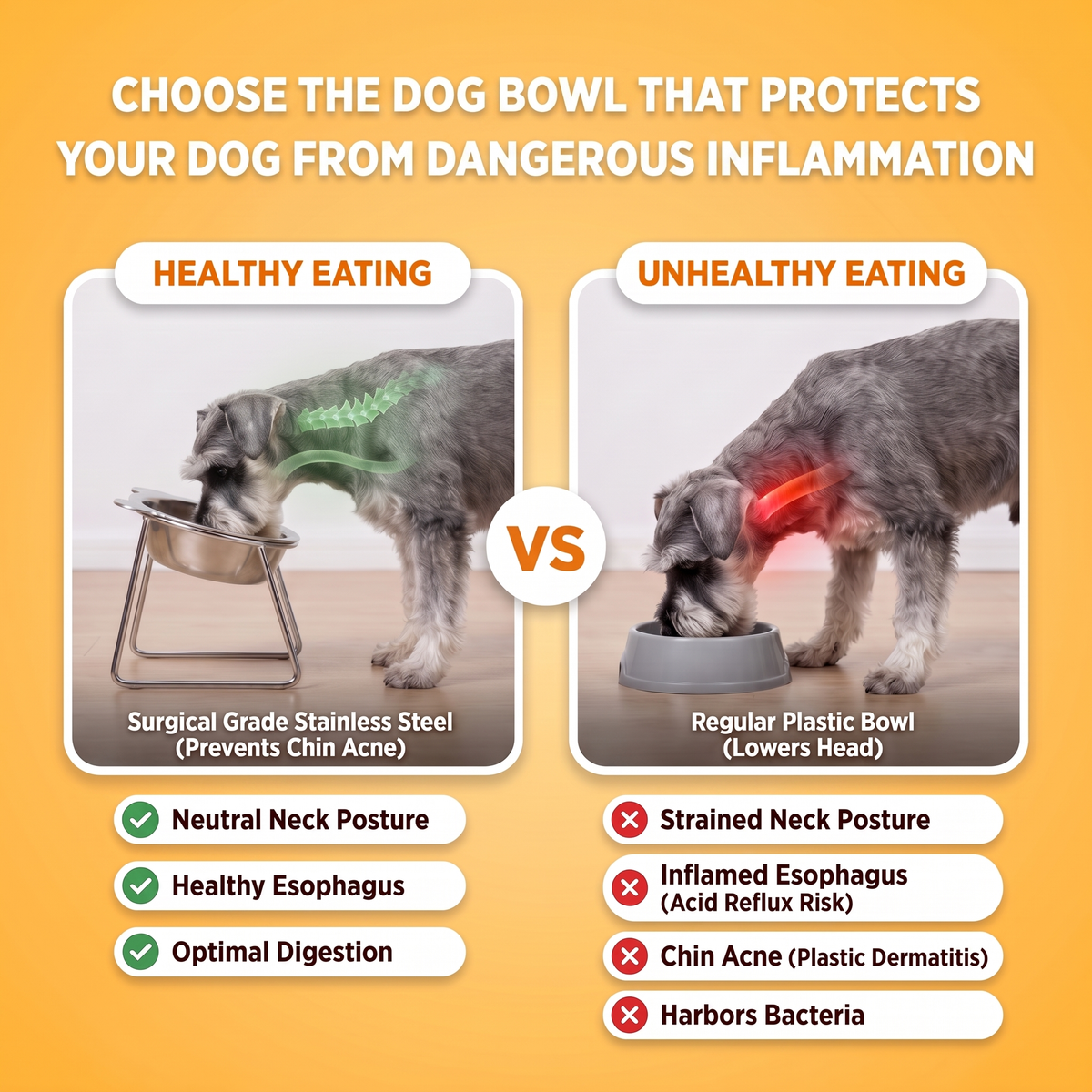 Healthy vs unhealthy eating: miniature schnauzer at the raised stainless steel TiltBowl with neutral neck posture next to a plastic floor bowl with strained neck posture