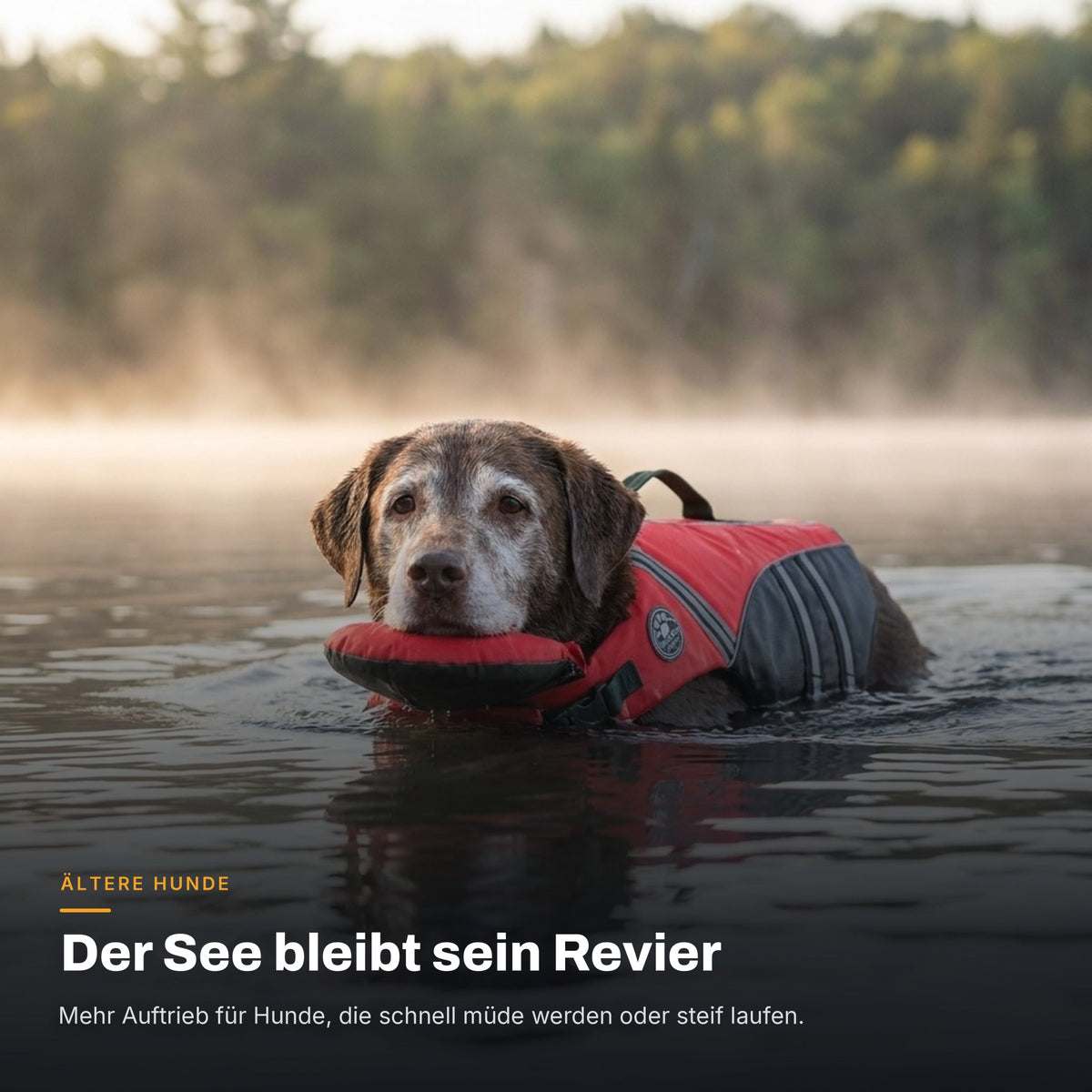 Älterer Labrador schwimmt ruhig in einem nebligen See mit der roten AquaPaw Schwimmweste