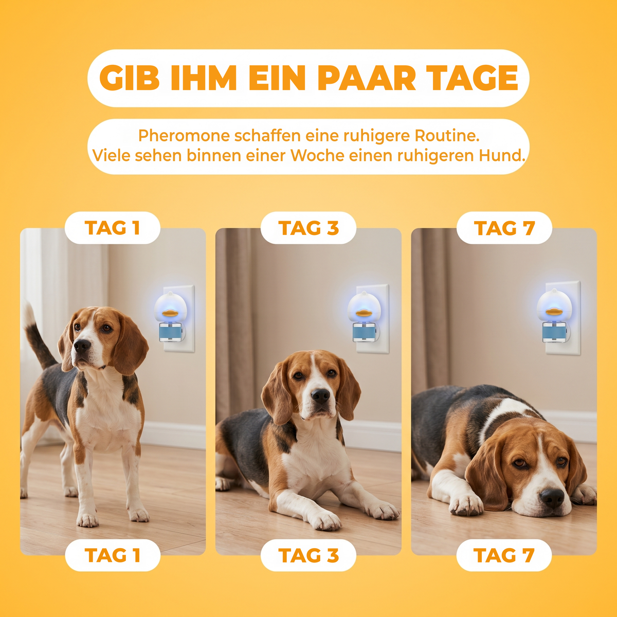 Gib ihm ein paar Tage: Derselbe Hund wird mit CalmPaw von Tag 1 über Tag 3 bis Tag 7 ruhiger
