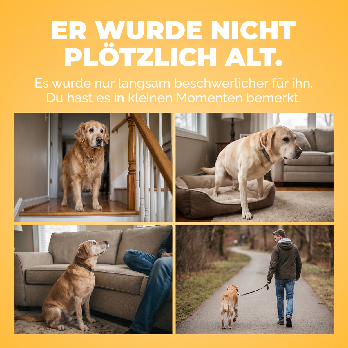 Er ist nicht plötzlich alt geworden, es ist ihm nur langsam unbequemer geworden. Vier kleine Momente, die Hundehalter kennen.
