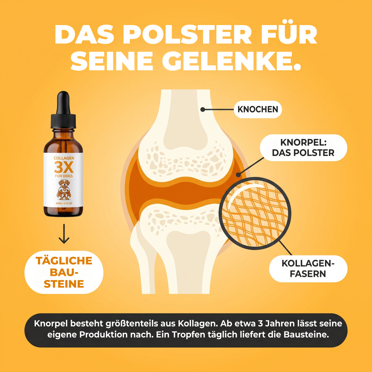 Das Polster, auf dem seine Gelenke laufen: Querschnitt durch ein Hundegelenk mit Knochen, Knorpel und Kollagenfasern. Knorpel besteht zu einem großen Teil aus Kollagen, ein täglicher Tropfen liefert die Bausteine.