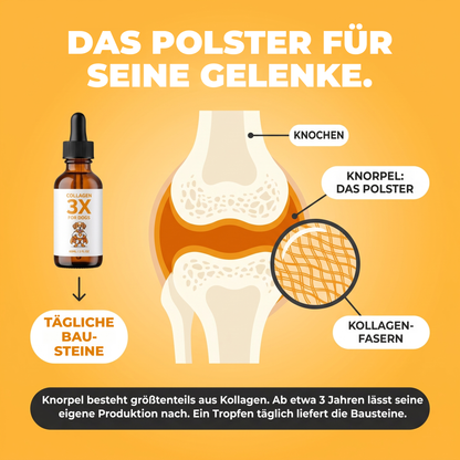 Das Polster, auf dem seine Gelenke laufen: Querschnitt durch ein Hundegelenk mit Knochen, Knorpel und Kollagenfasern. Knorpel besteht zu einem großen Teil aus Kollagen, ein täglicher Tropfen liefert die Bausteine.