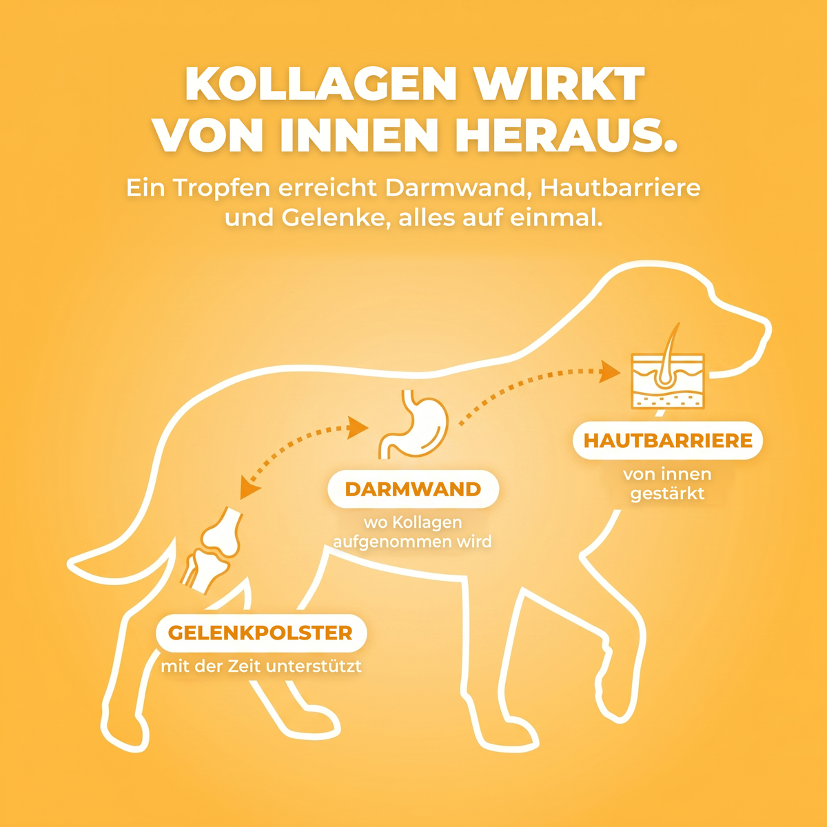 HÜFTEN & GELENKE UNTERSTÜTZEN. DAMIT ER WIEDER IN BEWEGUNG KOMMT.