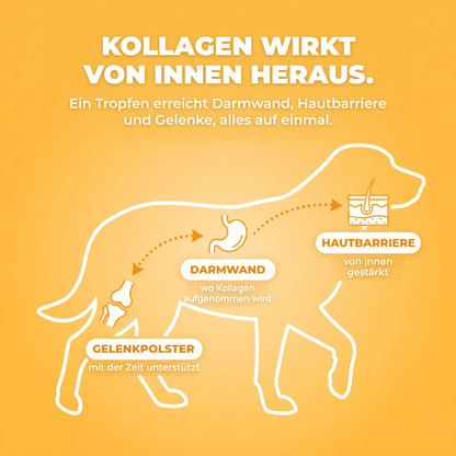 HÜFTEN & GELENKE UNTERSTÜTZEN. DAMIT ER WIEDER IN BEWEGUNG KOMMT.