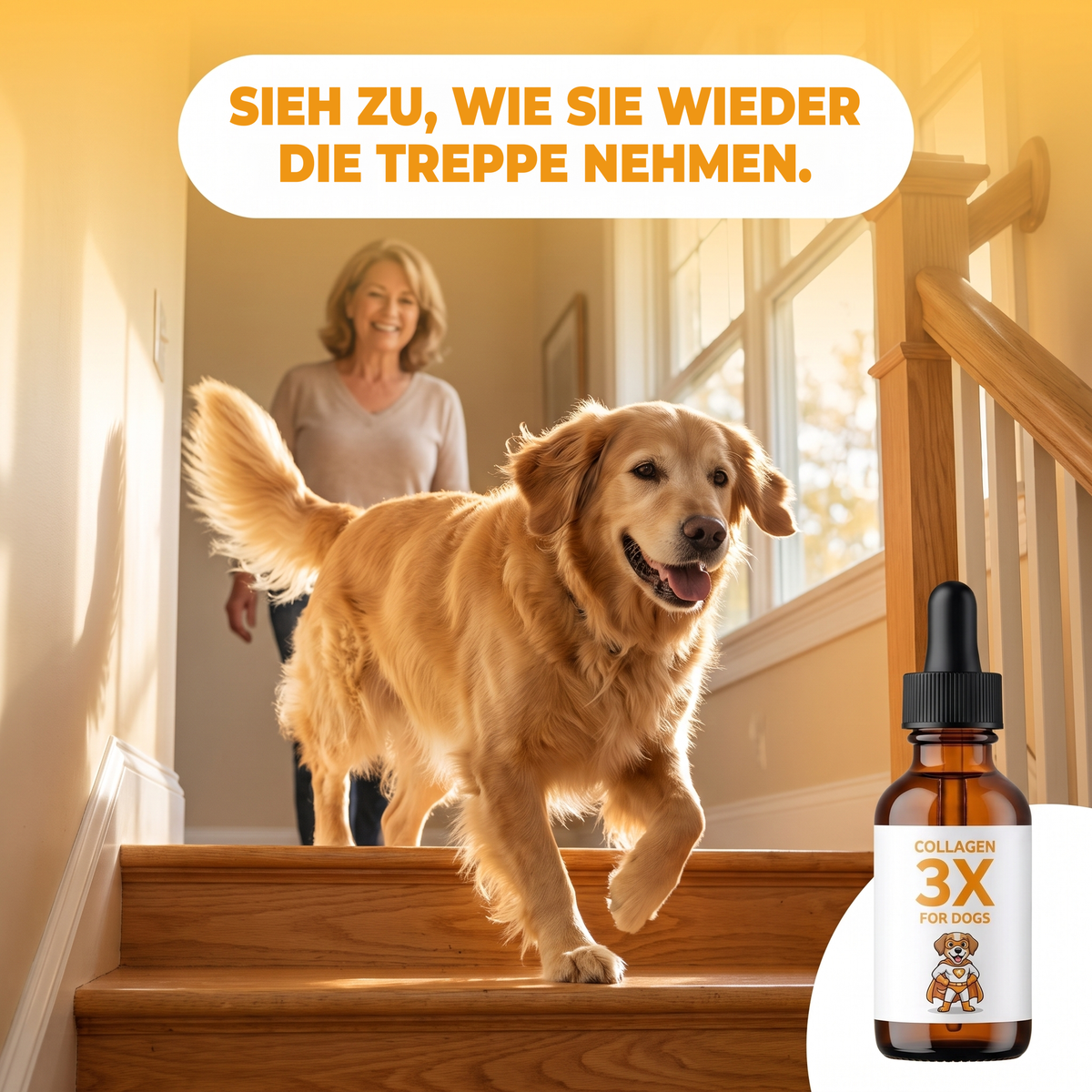 Sieh zu, wie er wieder Treppen steigt. Älterer Golden Retriever bewegt sich frei mit Collagen 3X.
