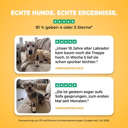 Echte Hunde, echte Veränderung. Verifizierte Kundenbewertungen mit Fotos: älterer Labrador bewegt sich ab Woche 5 leichter, Terrier wieder auf dem Sofa. 81 % geben 4 oder 5 Sterne.
