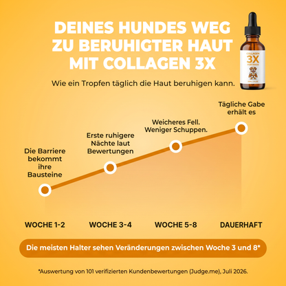 Die Hautreise deines Hundes mit Collagen 3X: Woche 1 bis 2 bekommt die Barriere ihre Bausteine, Woche 3 bis 4 erste ruhigere Nächte, Woche 5 bis 8 weicheres Fell und weniger Schuppen, bei täglicher Anwendung bleibt es so.