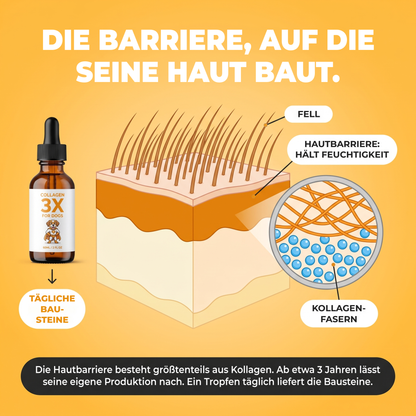 Die Barriere, auf die seine Haut angewiesen ist: Querschnitt durch Hundehaut mit Fell, Hautbarriere und Kollagenfasern, die Feuchtigkeit halten. Die Barriere besteht zu einem großen Teil aus Kollagen, ein täglicher Tropfen liefert die Bausteine.