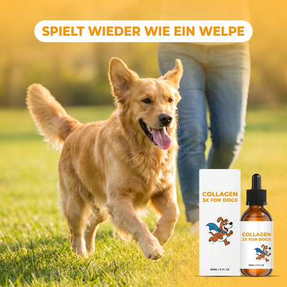 Ein ruhiger, entspannter Hund mit Collagen 3X, kein Kratzen mehr um 2 Uhr nachts.
