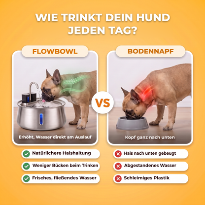 Wie trinkt dein Hund jeden Tag? Französische Bulldogge trinkt aus dem erhöhten FlowBowl Trinkbrunnen mit natürlicherer Nackenhaltung, im Vergleich zum selben Hund, der den Kopf in einen Plastiknapf am Boden mit abgestandenem Wasser senkt