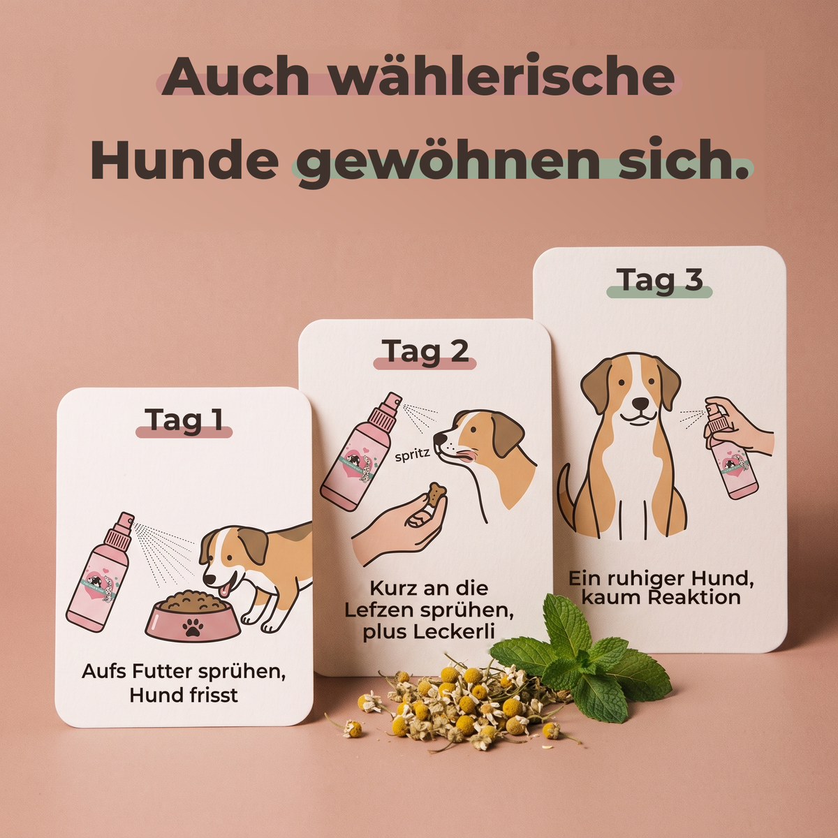 Auch wählerische Hunde gewöhnen sich daran: die Routine von Tag 1 bis 3