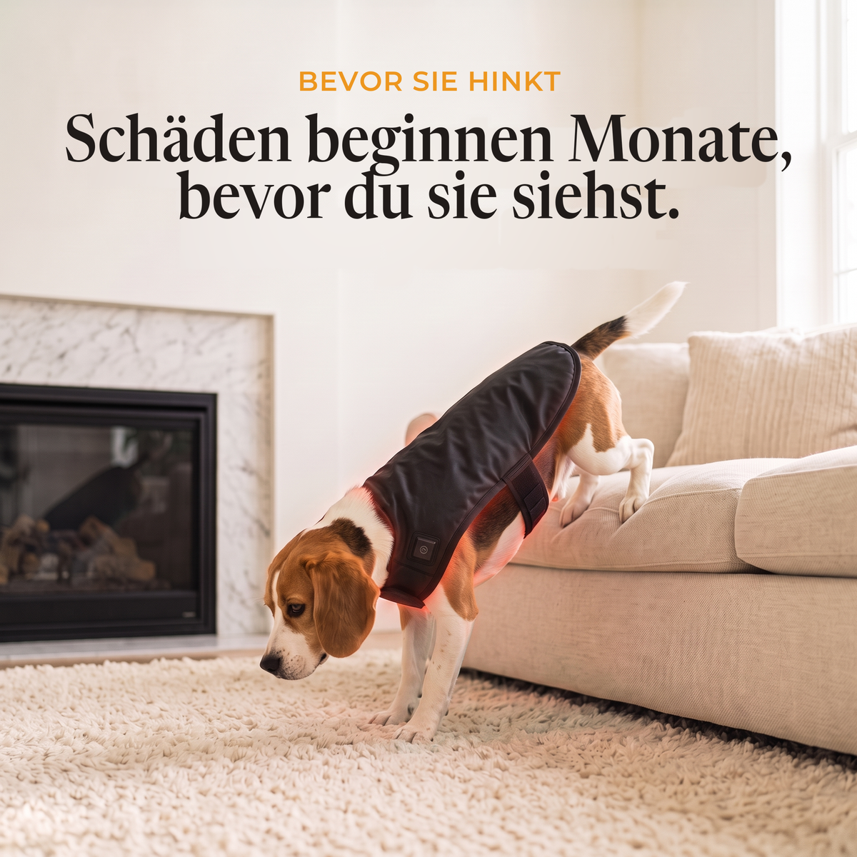 Beagle mit dem RedPaw Rotlicht-Wrap springt vom Sofa: Die Belastung beginnt Monate, bevor du sie siehst