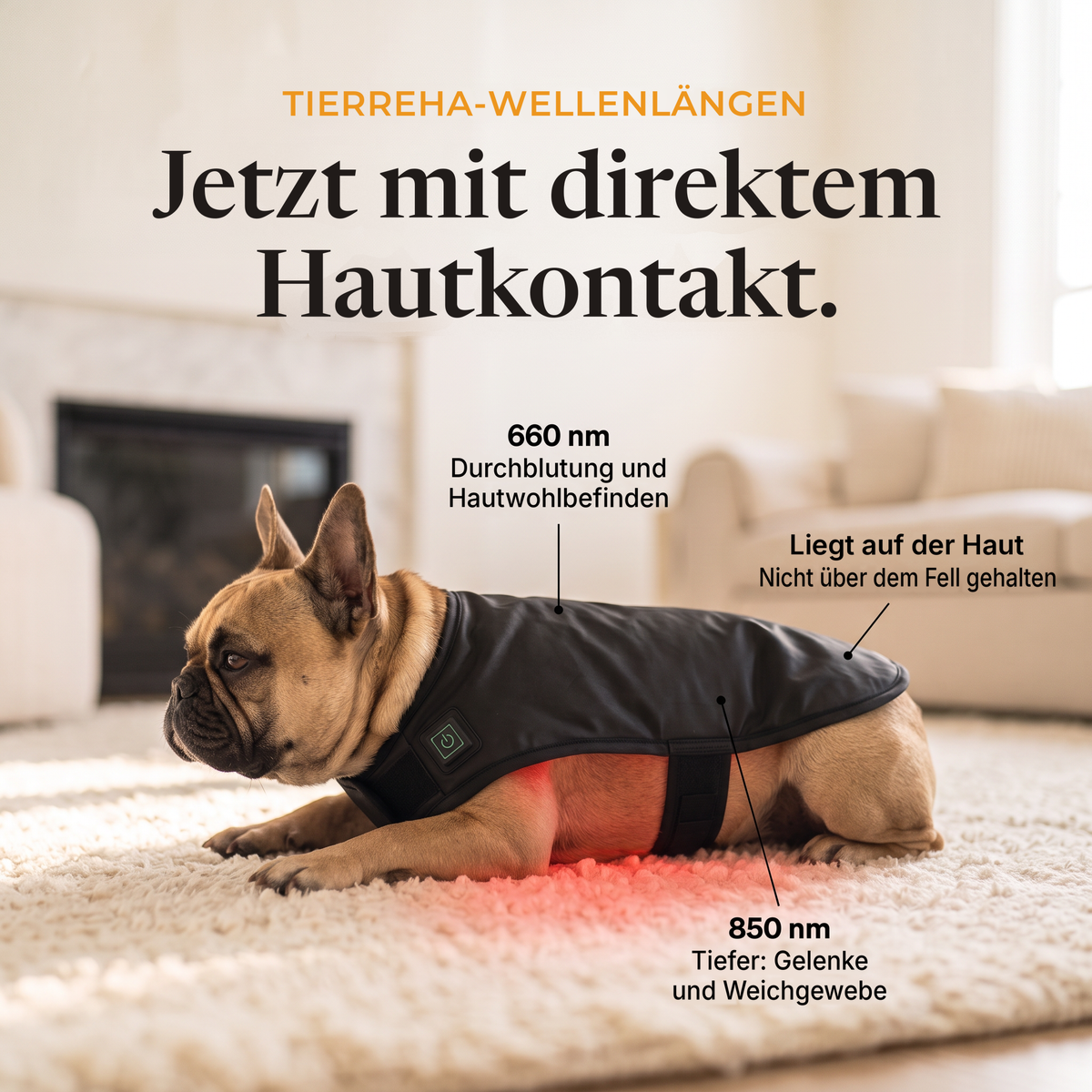 Französische Bulldogge entspannt im RedPaw Rotlicht-Wrap, 660 nm und 850 nm mit Hautkontakt