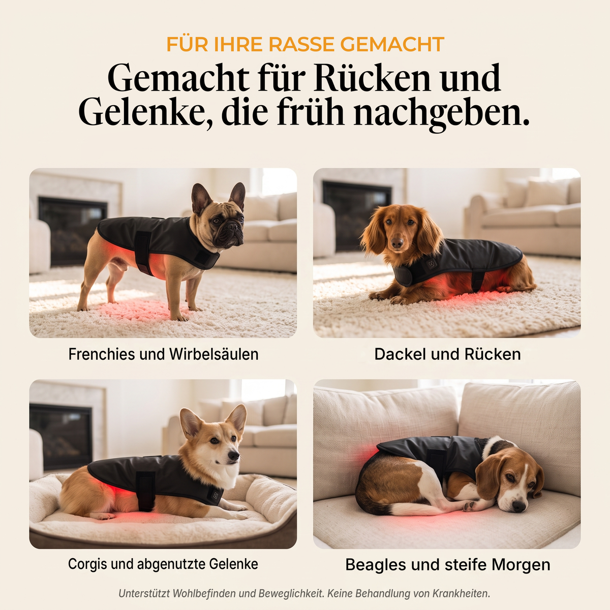 Französische Bulldogge, Dackel, Corgi und Beagle mit dem RedPaw Wrap