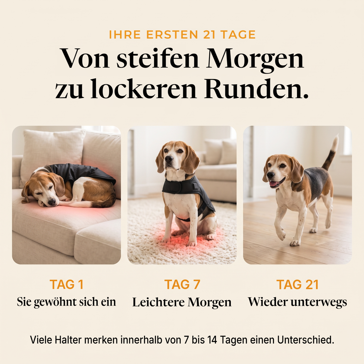 Die ersten 21 Tage eines Beagles mit dem RedPaw Wrap
