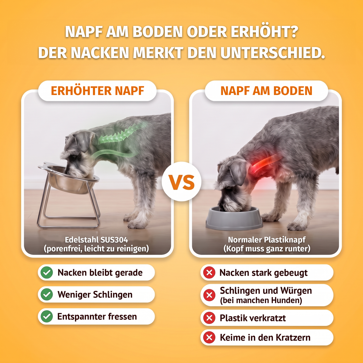 Gesund und ungesund fressen: Zwergschnauzer am erhöhten TiltBowl aus Edelstahl mit entspannter Nackenhaltung neben einem Plastiknapf am Boden mit belasteter Nackenhaltung