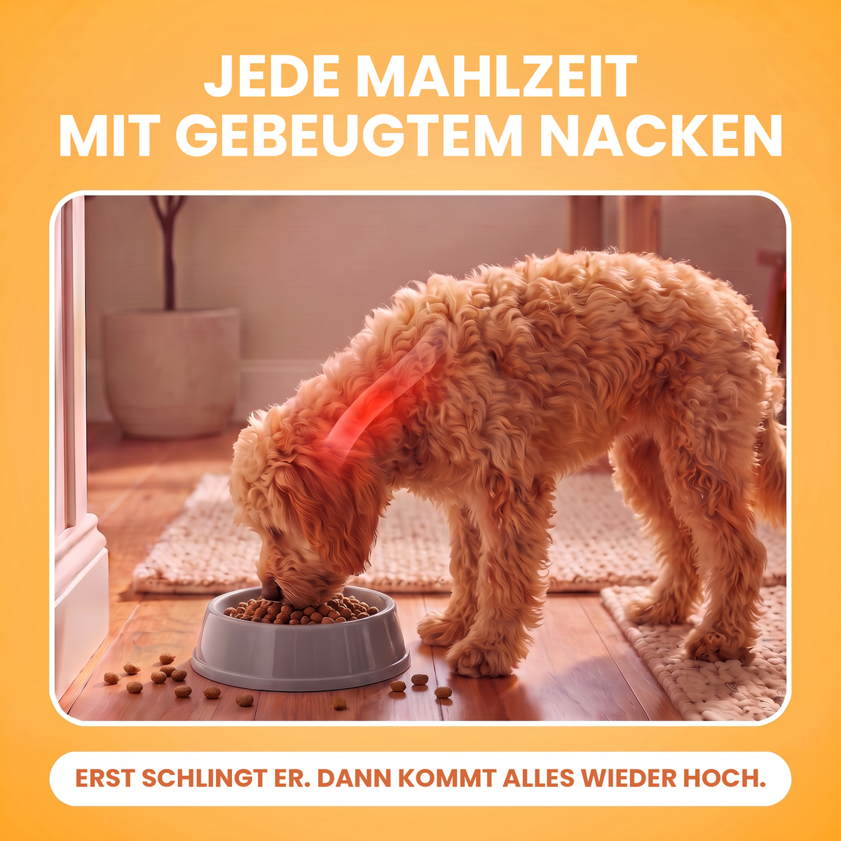 Apricotfarbener Doodle beugt sich über einen Plastiknapf am Boden, die Nackenbelastung ist rot markiert, Trockenfutter liegt verstreut: Ein Bodennapf belastet seinen Nacken bei jeder Mahlzeit, er schlingt und dann kommt alles wieder hoch