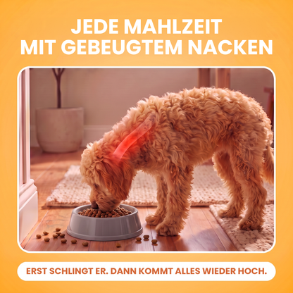 Apricotfarbener Doodle beugt sich über einen Plastiknapf am Boden, die Nackenbelastung ist rot markiert, Trockenfutter liegt verstreut: Ein Bodennapf belastet seinen Nacken bei jeder Mahlzeit, er schlingt und dann kommt alles wieder hoch