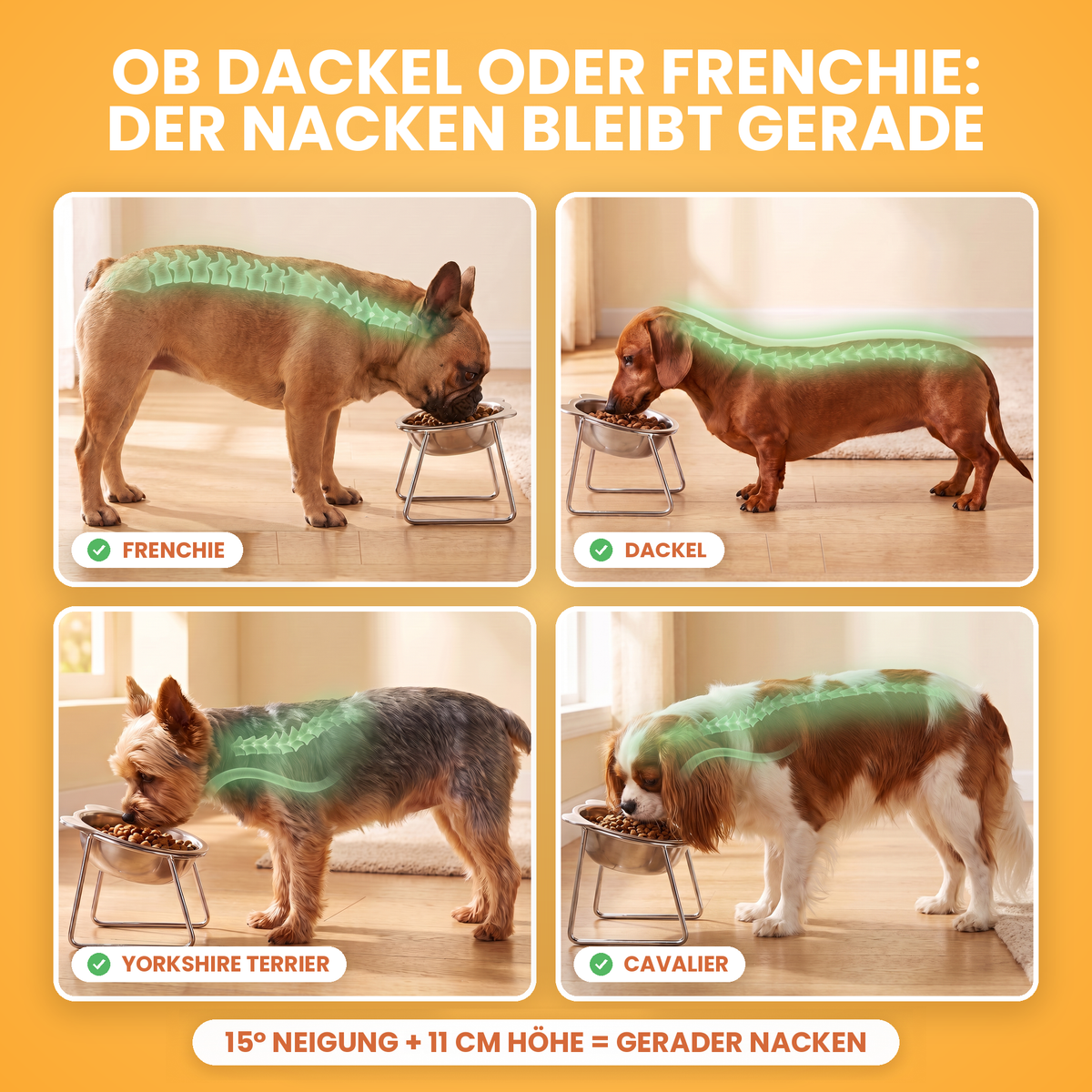 Jede kleine Rasse, derselbe gerade Nacken: Französische Bulldogge, Dackel, Yorkshire Terrier und Cavalier fressen aus dem erhöhten TiltBowl, die Wirbelsäule grün markiert, 15 Grad Neigung plus 11 cm Erhöhung halten den Nacken gerade