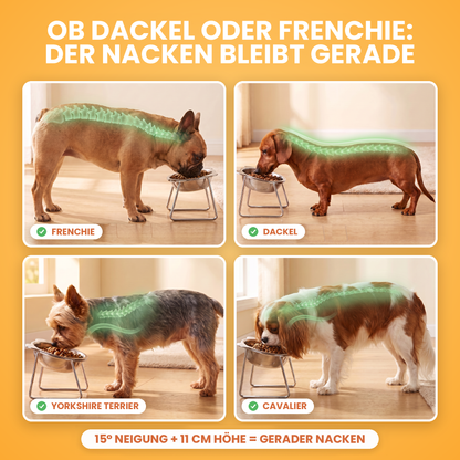 Jede kleine Rasse, derselbe gerade Nacken: Französische Bulldogge, Dackel, Yorkshire Terrier und Cavalier fressen aus dem erhöhten TiltBowl, die Wirbelsäule grün markiert, 15 Grad Neigung plus 11 cm Erhöhung halten den Nacken gerade