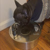 Two French Bulldogs drinking from the FlowBowl