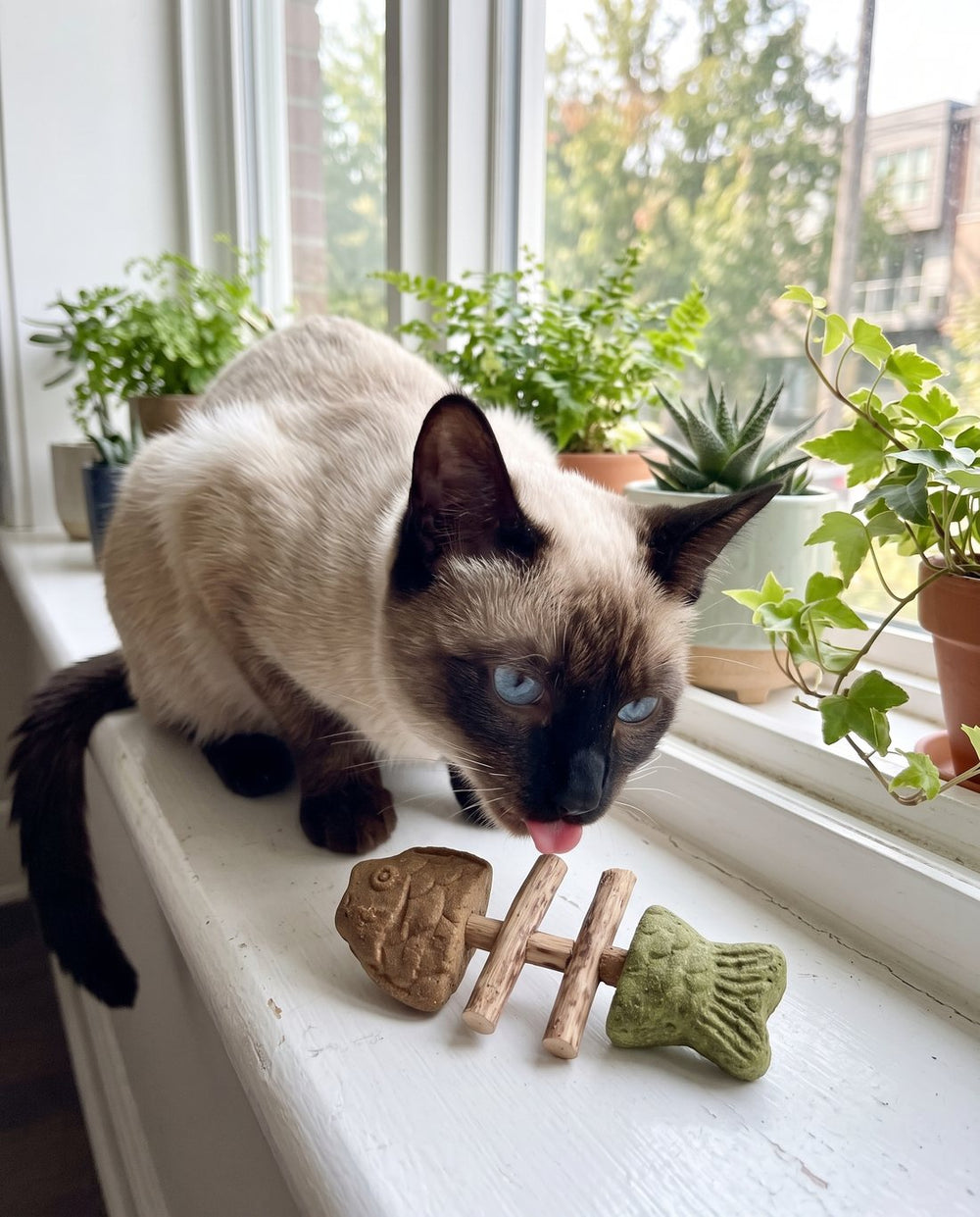 Siamese cat licking a PurrStick on the windowsill