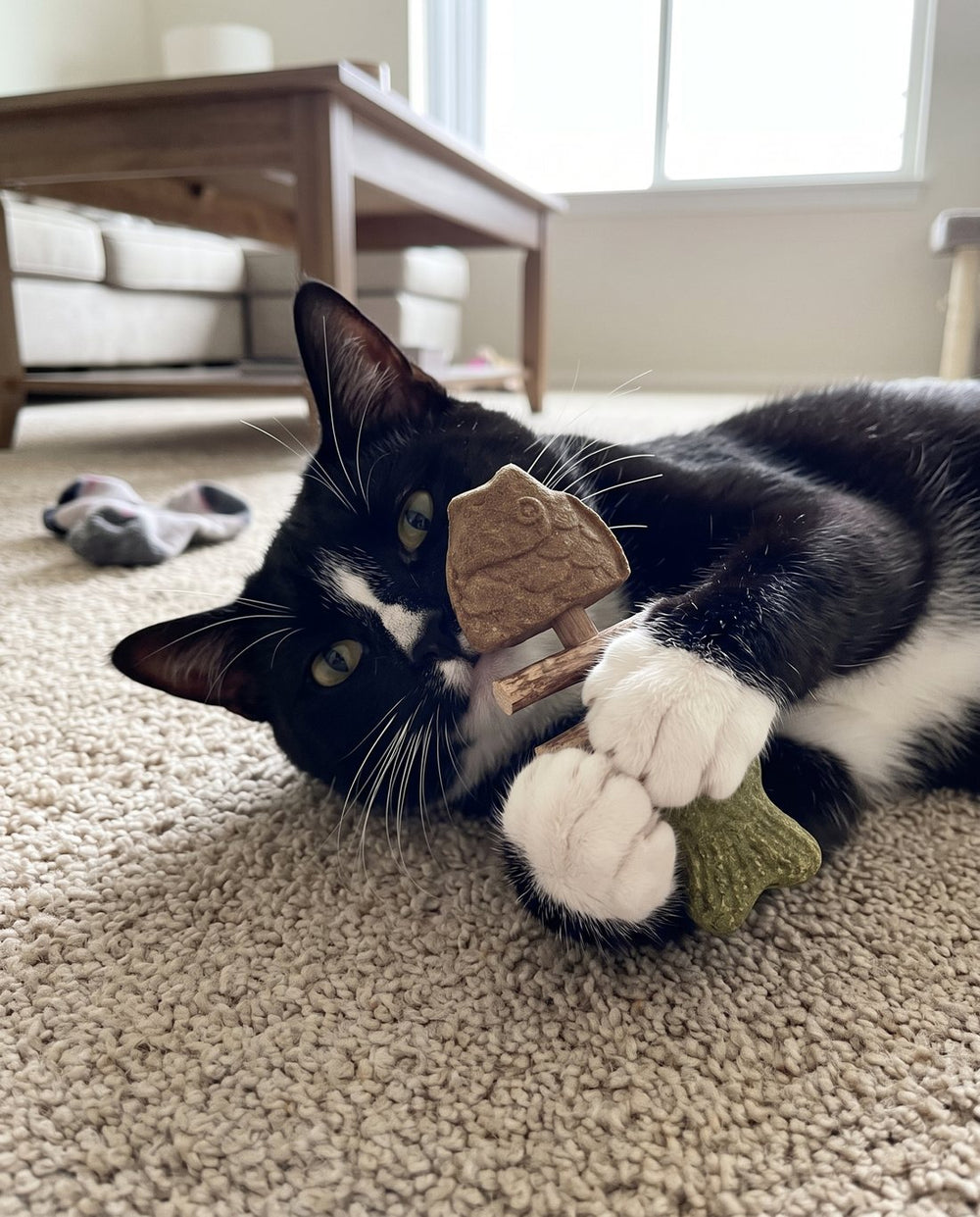 Tuxedo cat hugging a PurrStick silvervine chew on the carpet
