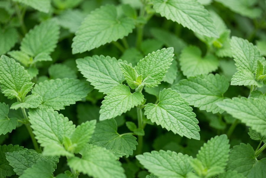 Fresh organic catnip leaves