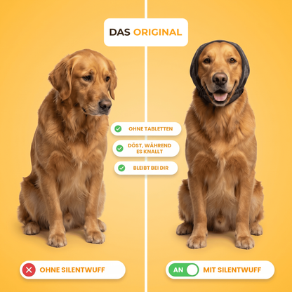 Golden Retriever ohne und mit SilentWuff Ohrenhaube: ruhig statt sediert, schläft trotz Knallerei, kein Verstecken mehr.