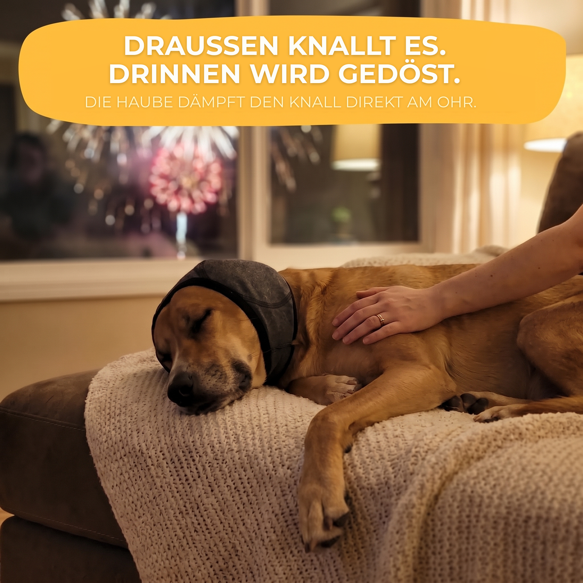 Hund schläft ruhig mit der SilentWuff Ohrenhaube, während draußen vor dem Fenster das Feuerwerk losgeht.
