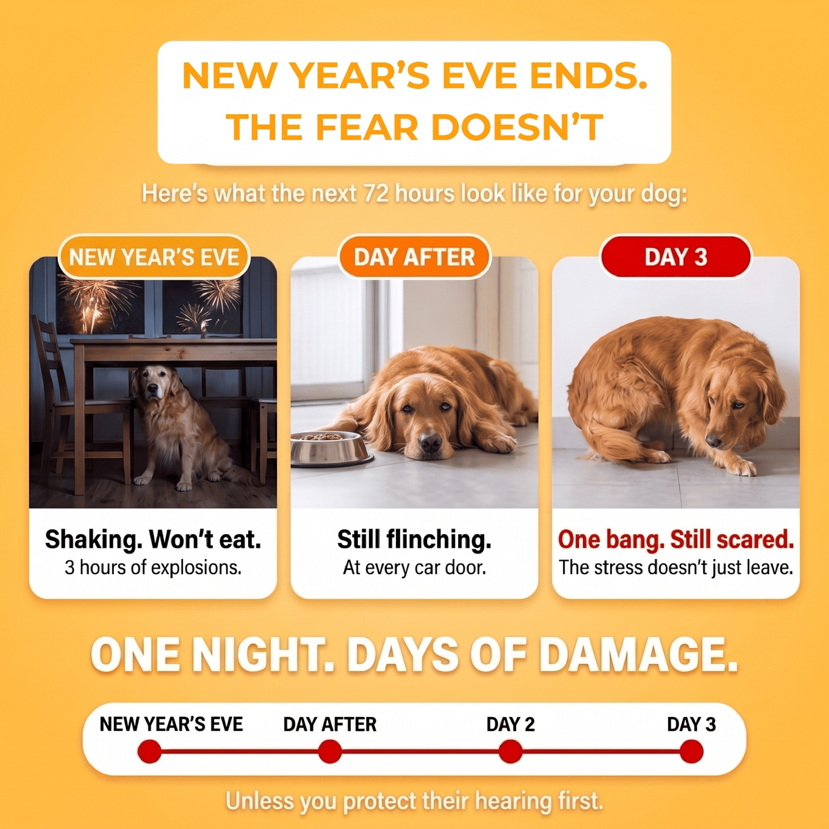 New Year's Eve ends, the fear doesn't: what the next 72 hours look like for a noise-anxious dog.