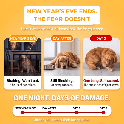 New Year's Eve ends, the fear doesn't: what the next 72 hours look like for a noise-anxious dog.