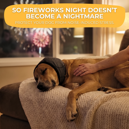 Dog sleeping calmly in a SilentWuff ear hood while fireworks go off outside the window.
